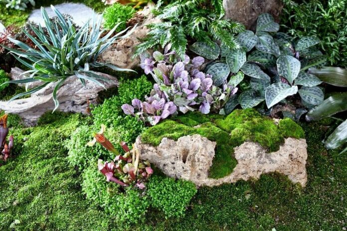 Красочные и стойкие растения для оформления каменистого сада без особых усилий